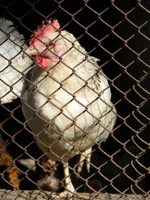 中的战略智 中的战略智